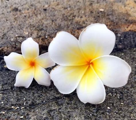 家裡種雞蛋花好嗎|養護「雞蛋花」做好這「幾點」，盆栽也能種出美麗的。